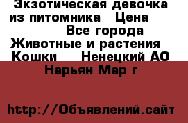 Экзотическая девочка из питомника › Цена ­ 25 000 - Все города Животные и растения » Кошки   . Ненецкий АО,Нарьян-Мар г.